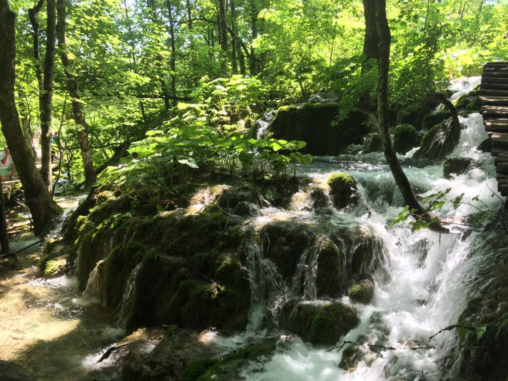 Small waterfall running over rocks. Sunlight filtering through.  Lots of trees and woodland in the background